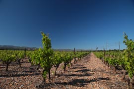 Villa 402 Location de vacances à Canet plage - Vignes du Roussillon